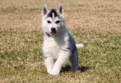 Les chiots de Siberian Husky