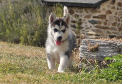 Les chiots de Siberian Husky