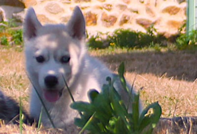 Les chiots de Siberian Husky