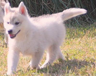 Les chiots de Siberian Husky