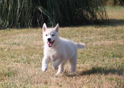 Les chiots de Siberian Husky