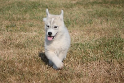 Les chiots de Siberian Husky