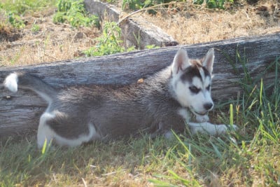 Les chiots de Siberian Husky