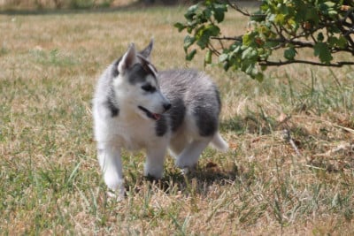 Les chiots de Siberian Husky