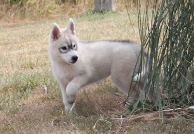 Les chiots de Siberian Husky