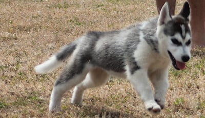 Les chiots de Siberian Husky