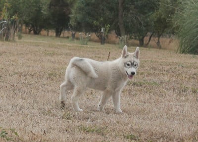 Les chiots de Siberian Husky