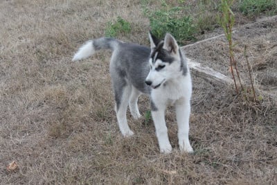 Les chiots de Siberian Husky