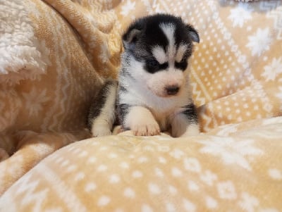 Les chiots de Siberian Husky