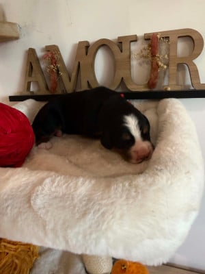 Les chiots de Bouvier Bernois