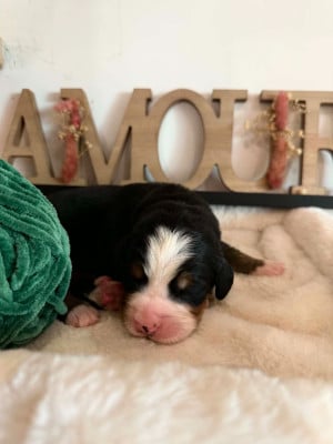 Les chiots de Bouvier Bernois