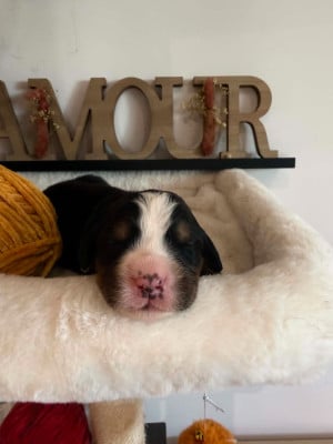Les chiots de Bouvier Bernois