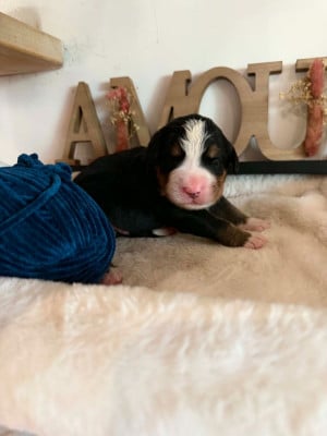 Les chiots de Bouvier Bernois