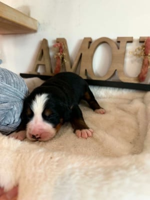 Les chiots de Bouvier Bernois