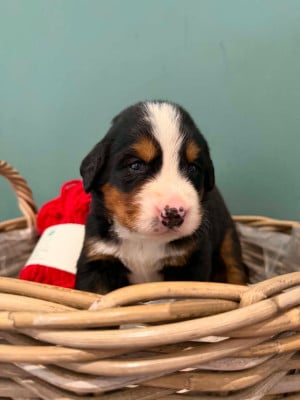 Les chiots de Bouvier Bernois