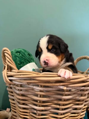 Les chiots de Bouvier Bernois