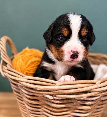 Les chiots de Bouvier Bernois
