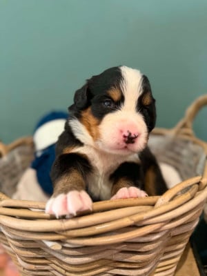 Les chiots de Bouvier Bernois