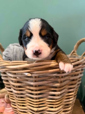 Les chiots de Bouvier Bernois