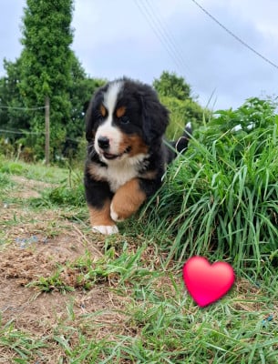 Les chiots de Bouvier Bernois
