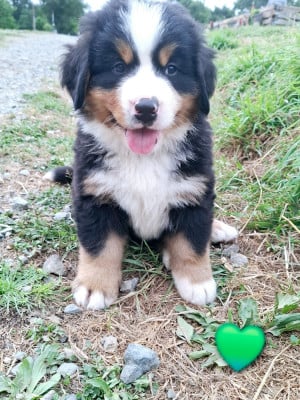 Les chiots de Bouvier Bernois