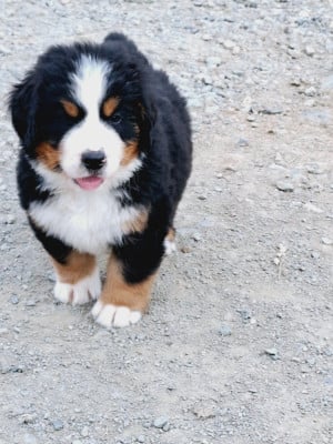 Les chiots de Bouvier Bernois