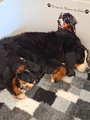 Les chiots de Bouvier Bernois