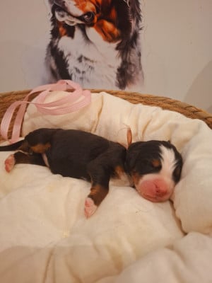 Les chiots de Bouvier Bernois