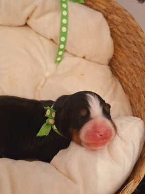 Les chiots de Bouvier Bernois