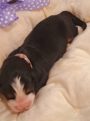 Les chiots de Bouvier Bernois