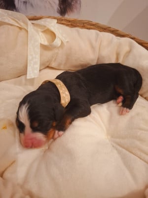 Les chiots de Bouvier Bernois