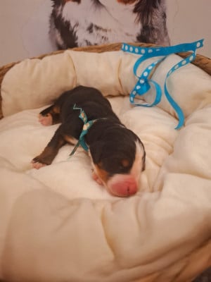Les chiots de Bouvier Bernois