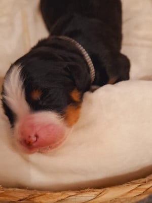 Les chiots de Bouvier Bernois