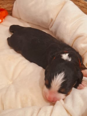 Les chiots de Bouvier Bernois