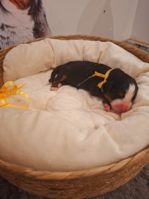 Les chiots de Bouvier Bernois
