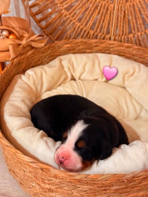 Les chiots de Bouvier Bernois