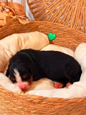 Les chiots de Bouvier Bernois