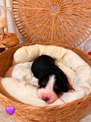 Les chiots de Bouvier Bernois