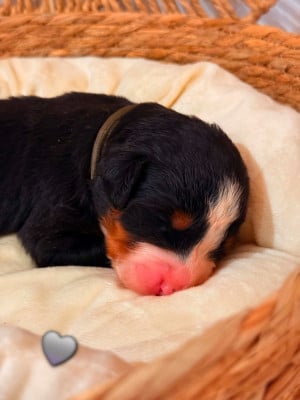 Les chiots de Bouvier Bernois