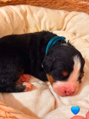 Les chiots de Bouvier Bernois