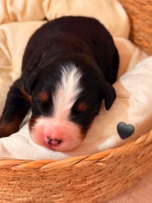 Les chiots de Bouvier Bernois