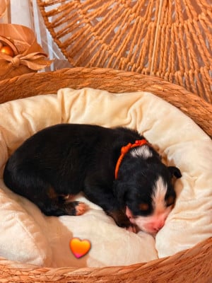 Les chiots de Bouvier Bernois