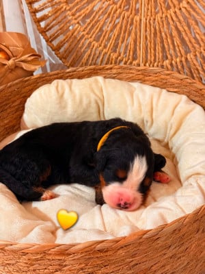 Les chiots de Bouvier Bernois