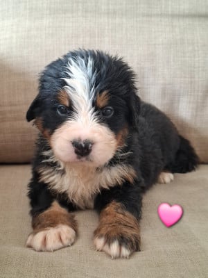 Les chiots de Bouvier Bernois