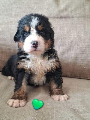 Les chiots de Bouvier Bernois