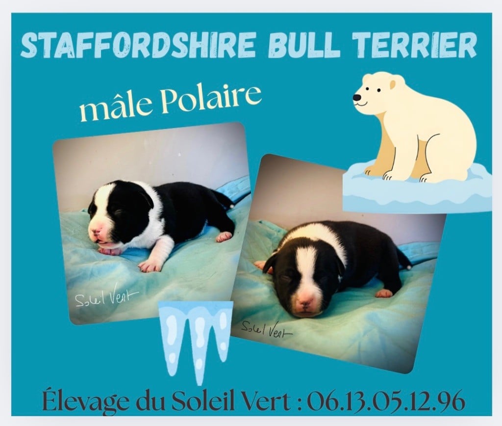 CHIOT 1 - Staffordshire Bull Terrier
