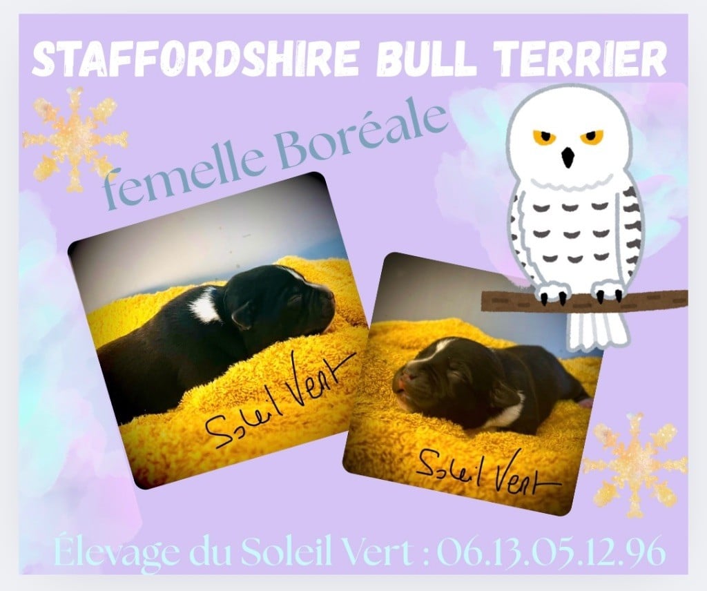 CHIOT 5 - Staffordshire Bull Terrier