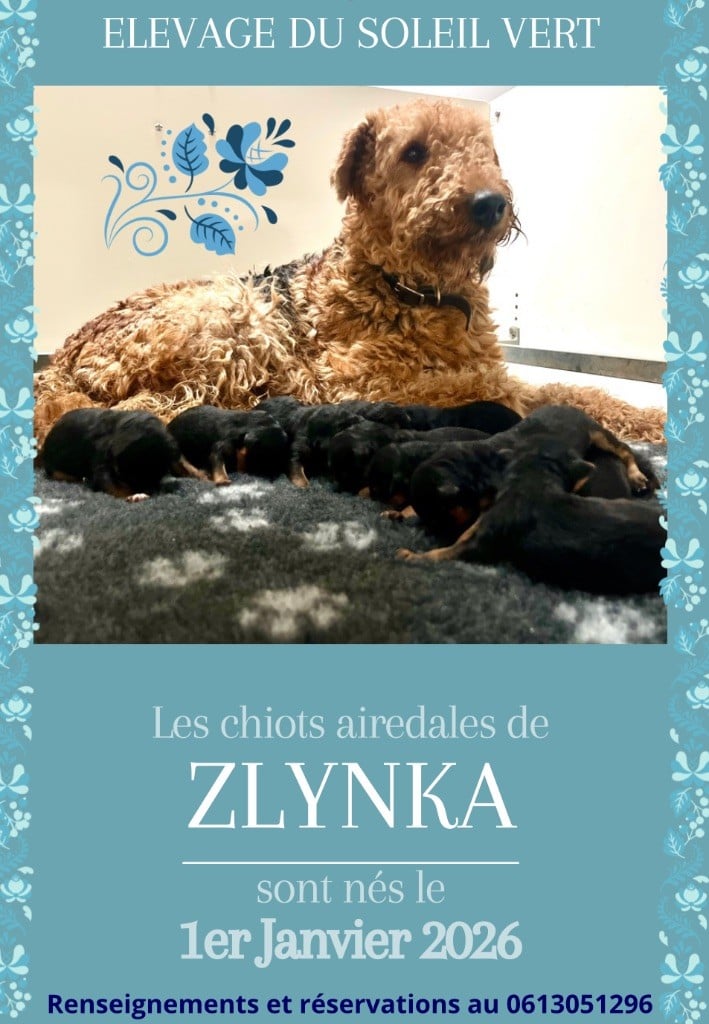 Airedale Terrier - Du Soleil Vert