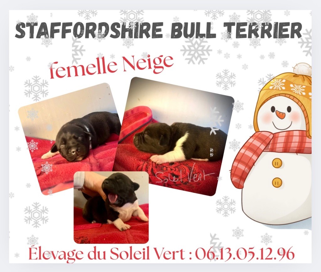 CHIOT 4 - Staffordshire Bull Terrier