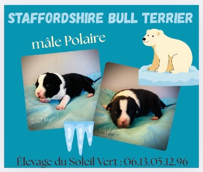 Les chiots de Staffordshire Bull Terrier